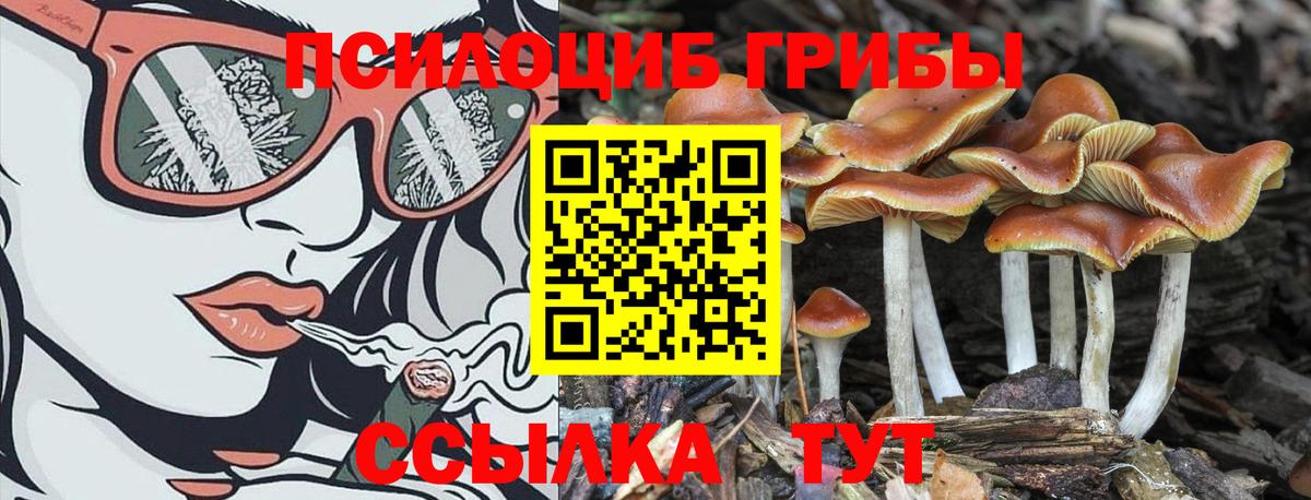 Псилоцибиновые грибы Psilocybe Минеральные Воды